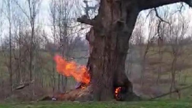 400 yıllık tarihi çınar ağacını yaktılar