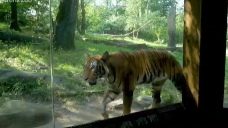 Hayvanat bahçesindeki kaplanın testi pozitif çıktı