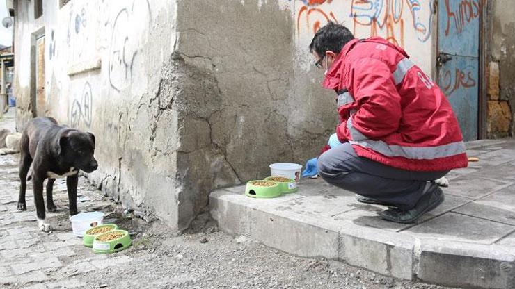 Bayburt’ta sokak hayvanları için mama, yiyecek ve su bırakıldı