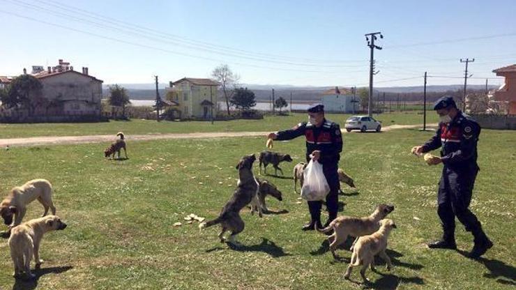 Fırıncılardan sokak hayvanlarına her gün 500 ekmek