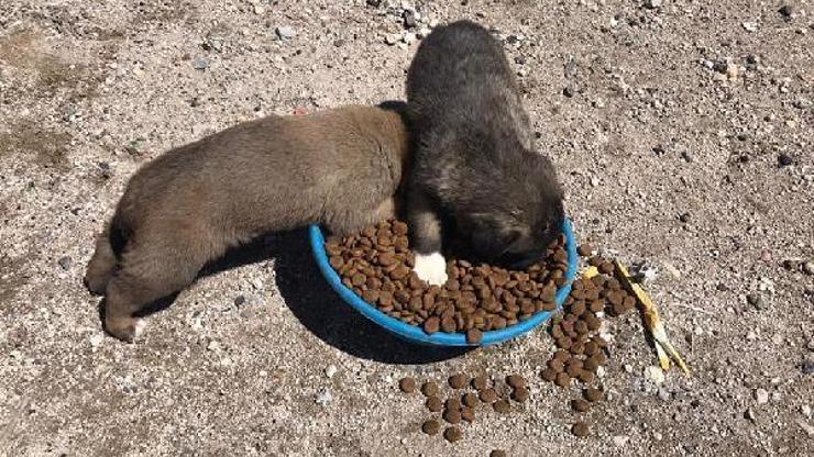 Çiftlik ilçesinde sokak hayvanları beslendi Çiftlik ilçesinde sokak hayvanları beslendi