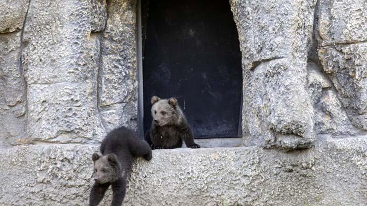 Yavru boz ayılar, doğa parkının maskotu oldu