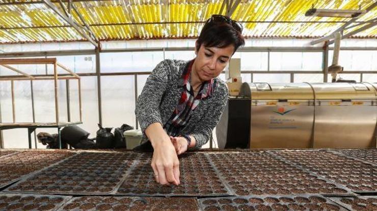 Yenimahalle'de organik gübre üretimi sürüyor