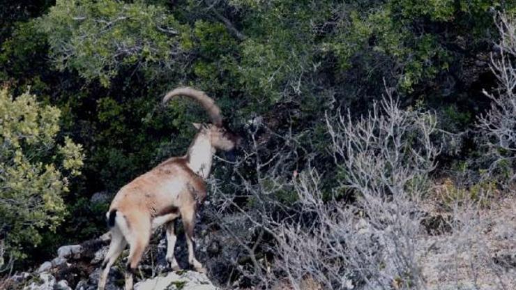 Toros Dağlarındaki yaban keçileri dronla görüntülendi