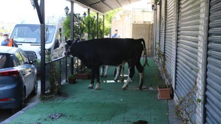 Zabıta sokakta gezen inekleri topladı
