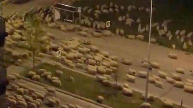 Samsunda koyun sürüsü, caddeyi kapattı