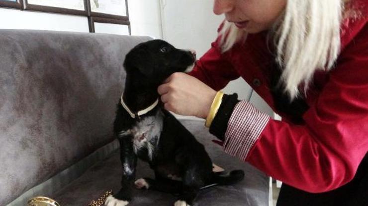 Bacağı kesilen yavru köpeği tedavisini üstlenip sahiplendi