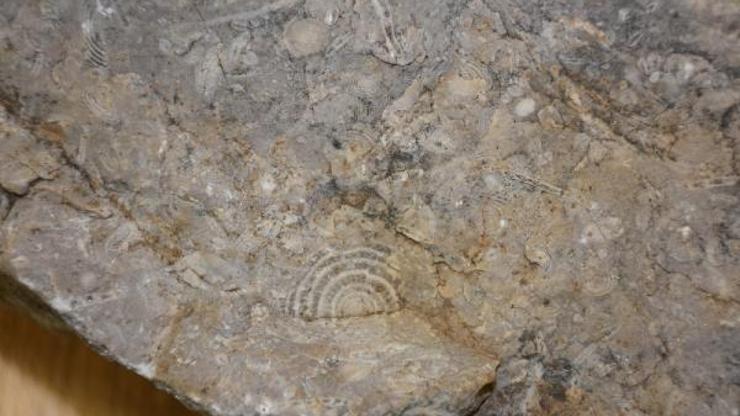 40 milyon yıllık taşta deniz canlılarına ait fosiller bulundu