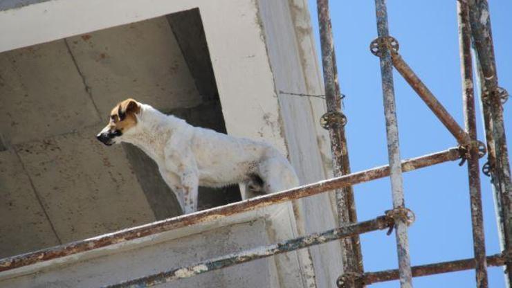 Köpek inşaat halindeki binanın 6. katında mahsur kaldı