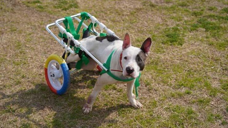 Hayat Tamircisi’nde bu kez engelli köpek “Bella” nın hikayesi ekrana geliyor