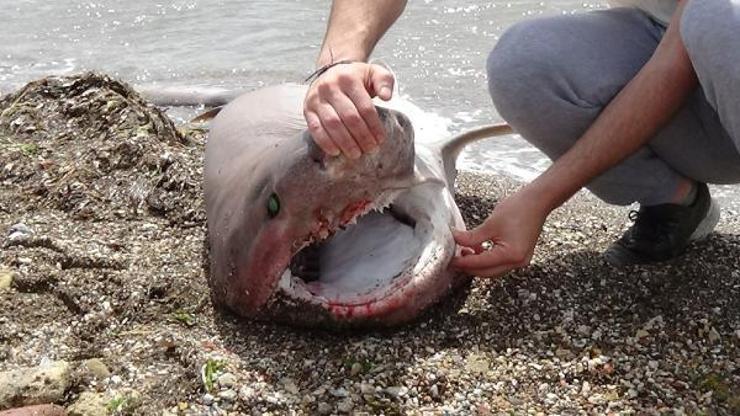 2 metrelik köpek balığı sahile vurdu