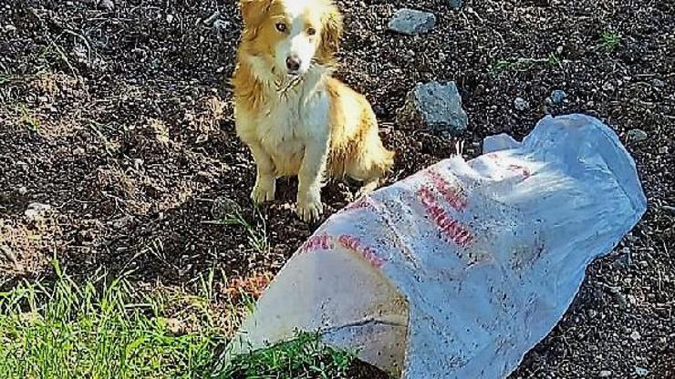 Ağzı bağlı çuvala konulan köpek ölüme terk edildi
