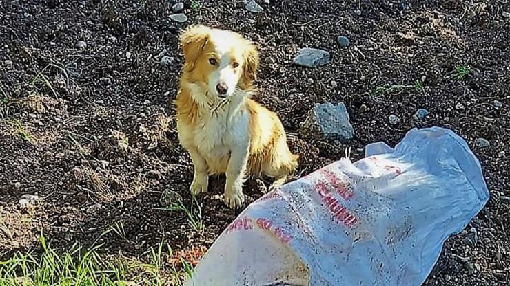 Son dakika... Küçücük köpeği çuvala koyup ölüme terk ettiler