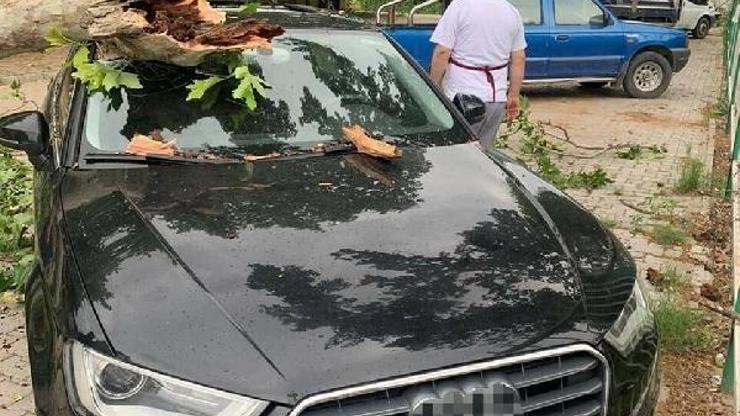 Otomobilin üzerine ağaç devrildi