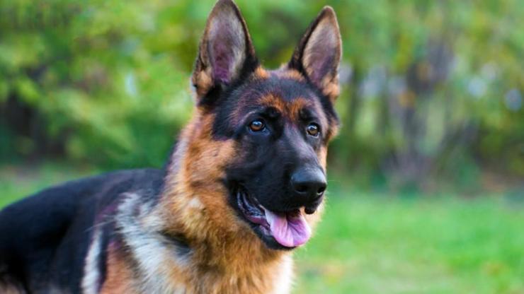 Önemli koronavirüs araştırması: Eğitimli köpekler Covid-19 hastalarını tespit edebiliyor