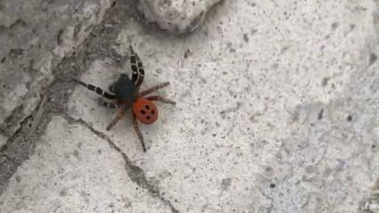 Ankarada örümcek paniği