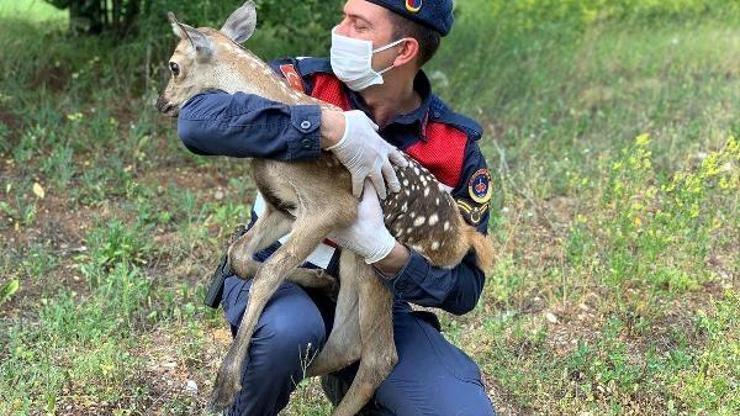 Jandarma, bitkin bulunan geyiğin üzerine mont örtüp, biberonla besledi