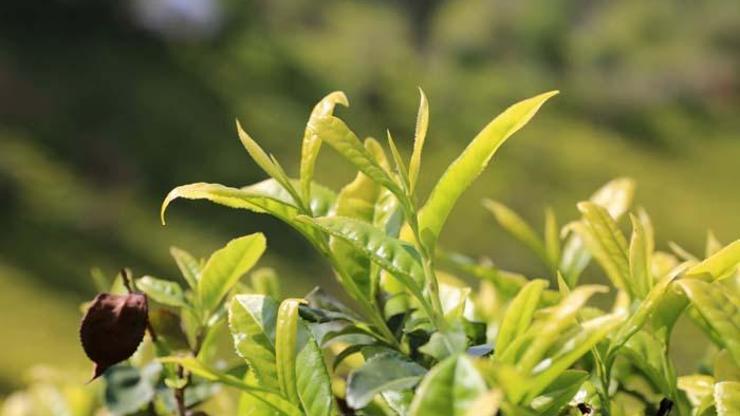 Şifa deposu beyaz çay kilosu 4 bin 500 TLden satılıyor