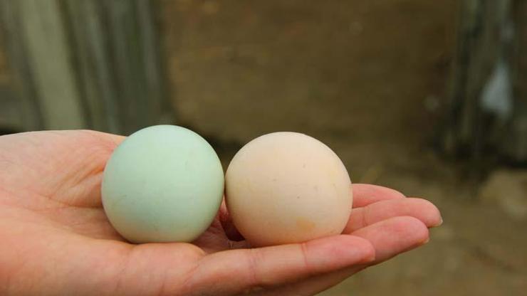 Cins tavuktan mavi yumurta Taleplere yetişemiyor...