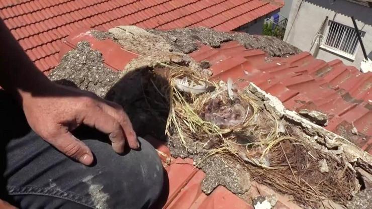 Son dakika: Çatıda yavruları gören usta tamiratı erteledi | Video