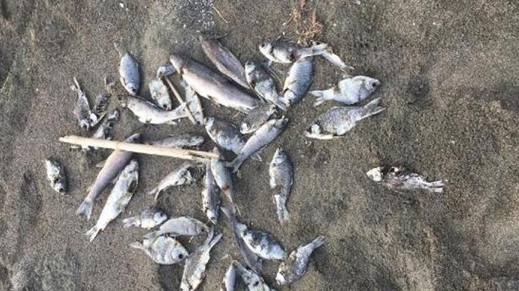 Hatayda korkutan görüntü Balıklar sahile vurdu