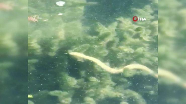 İznik Gölünde birçok yılanın su yüzüne çıkması tedirgin etti | Video