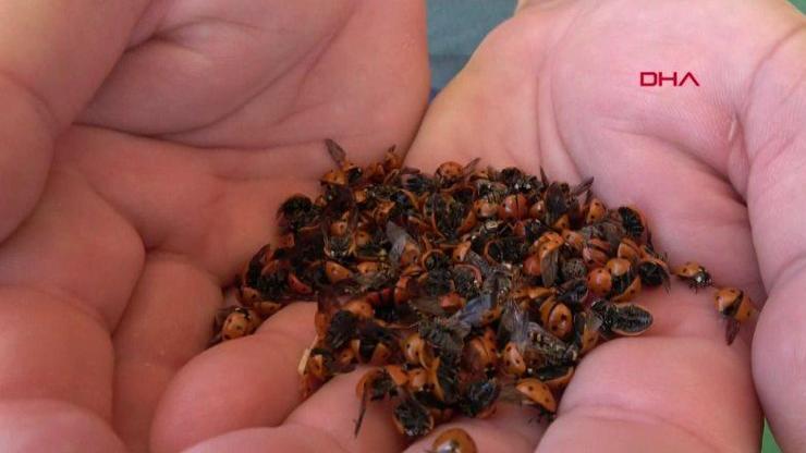Binlerce uğur böceği sahili istila etti | Video