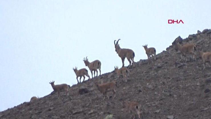 Milli Parklardan dağ keçilerinin avlanması ile ilgili yeni açıklama | Video