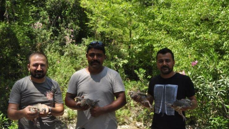 Popülasyonun artması için ormana 50 keklik salındı