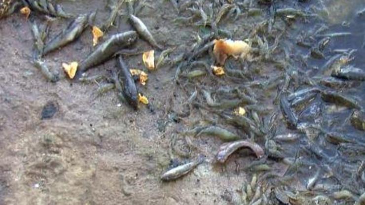 Son Dakika Haberleri: Gölde binlerce balık öldü | Video