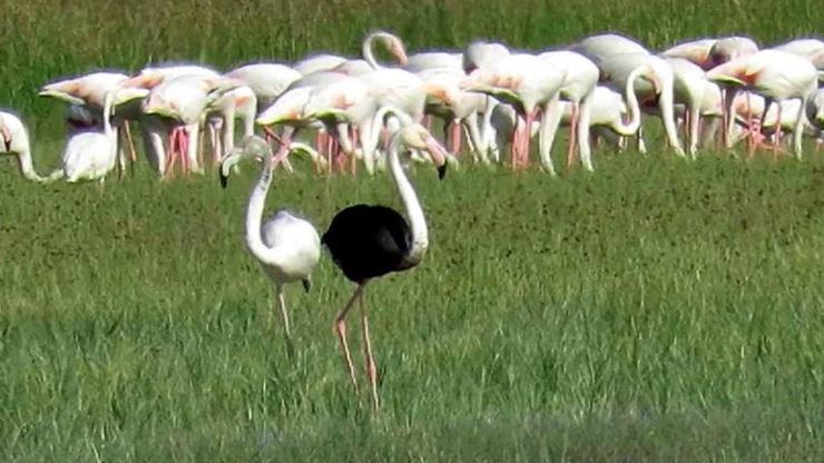Sultan Sazlığı Milli Parkında siyah flamingo görüldü