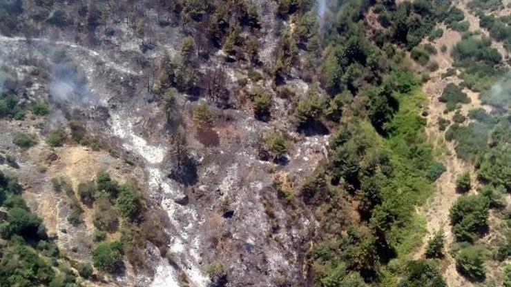 Son dakika... Efelerde 4 hektarlık zeytinlik ve ormanlık alan yangında zarar gördü