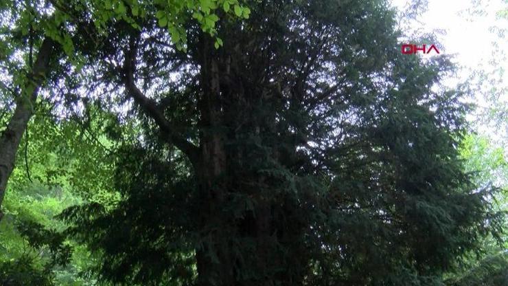 4 bin 117 yaşındaki tarihi porsuk ağacı için pasta kesildi | Video