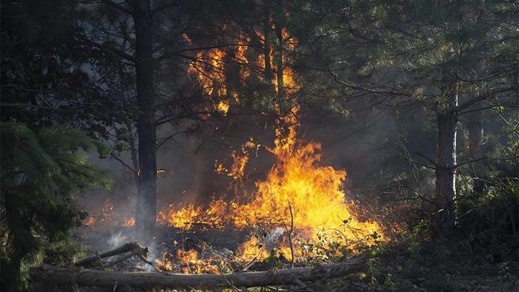 Son dakika... İzmir ve Edirnede orman yangınları | Video