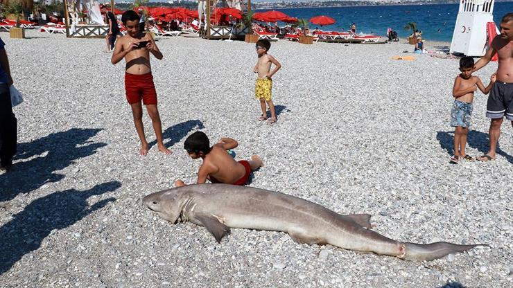 Son Dakika Haberleri: Ölü köpek balığı sahile vurdu | Video