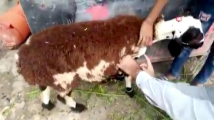 Son Dakika: Keçiye koyun yünü yapıştırdılar | Video