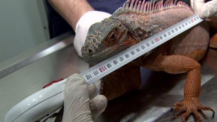 Son Dakika: İguanayı görenler şaşkınlığa düştü  | Video