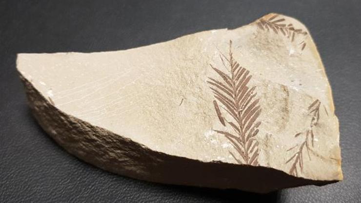 Son dakika... Antalya ve Konyada 500 milyon yaşında iki fosil bulundu