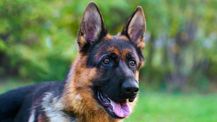 Covid-19 testi pozitif çıkan köpek hayatını kaybetti