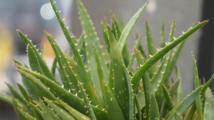 Aloe Veranın Faydaları Nelerdir Neye İyi Gelir Aloe Veranın Az Bilinen Faydaları