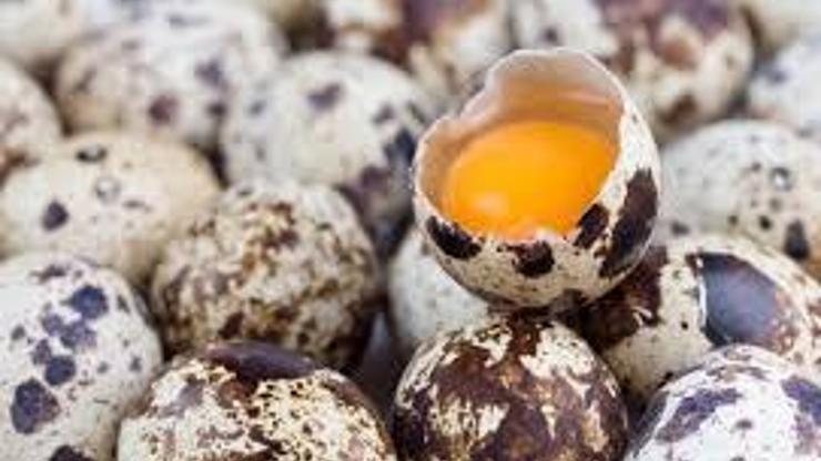 Bıldırcın Yumurtasının Faydaları Nelerdir Neye İyi Gelir Bıldırcın Yumurtasının Az Bilinen Faydaları