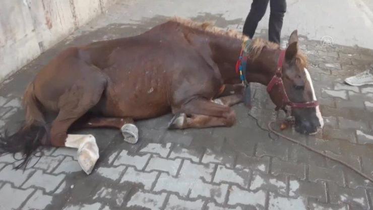 Yorgun at sıcakta bayıldı | Video
