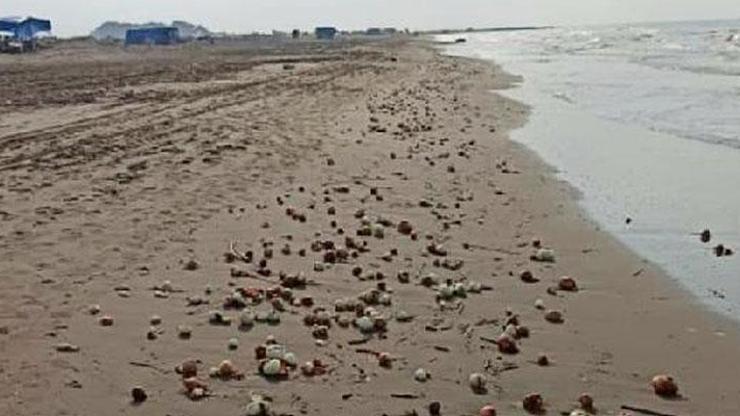 Yüzlercesi sahile vurdu Görenler şaştı kaldı