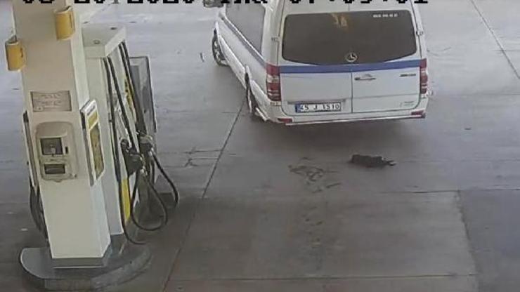 Son dakika... Yavru köpeği ezen sürücü, adli kontrolle serbest bırakıldı