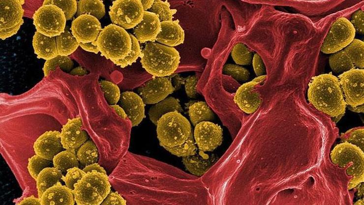 Araştırma: Bakterilerin ölüm çığlığı diğer bakterileri uyarıyor