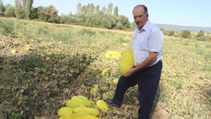 Kiraladığı tarladan 70 ton kavun bekliyor