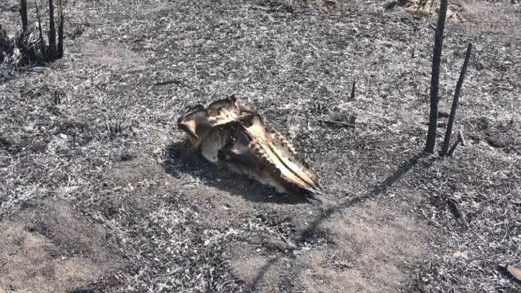 Son dakika.. Kuş Cennetindeki tahribat havadan görüntülendi