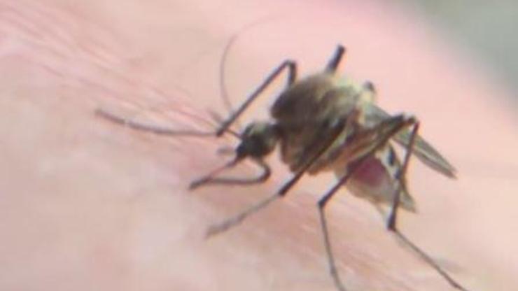 Son Dakika Haber: Asya Kaplan sivrisineği tehdidi | Video