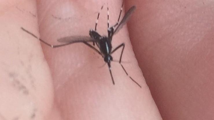 İstanbul’da ‘Asya Kaplan Sivrisineği’ paniği
