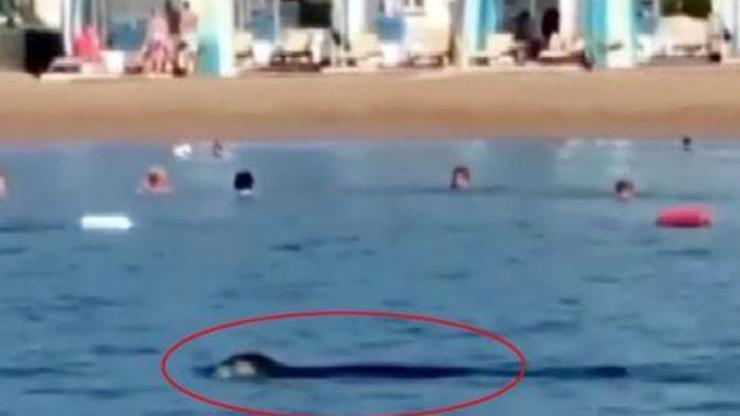 Son dakika.. Akdeniz foku, Antalyada turistlerle yüzdü